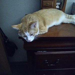 Meet your Posher, Paula